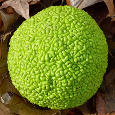 What Is Osage Orange Information About Osage Orange Trees Trees To