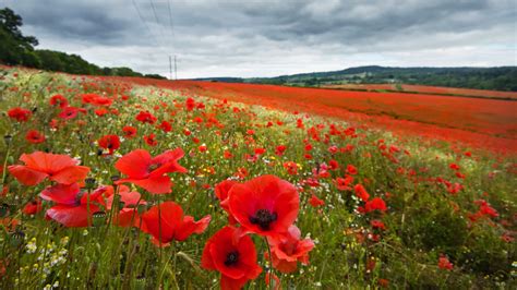 Picture Bokeh Summer Nature Flower Fields Poppies 1920x1080
