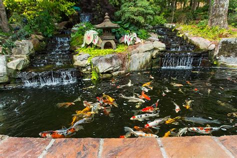 How many koi can you have in your pond? Tips on Koi Ponds From A Professional Landscaper