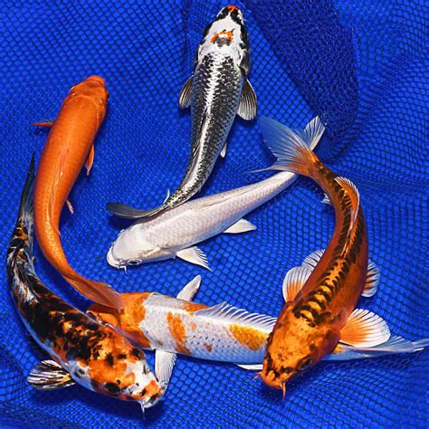 Gold Koi Package Koi For Sale The Pond Guy