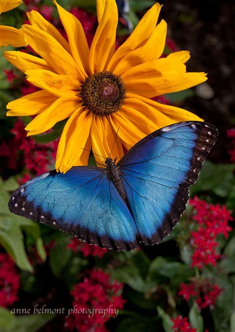 29 Best Images About Blue Morpho Butterly Tattoo Ideas On