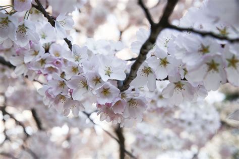 See Dcs Blossoming Cherry Trees Photos Image 21 Abc News