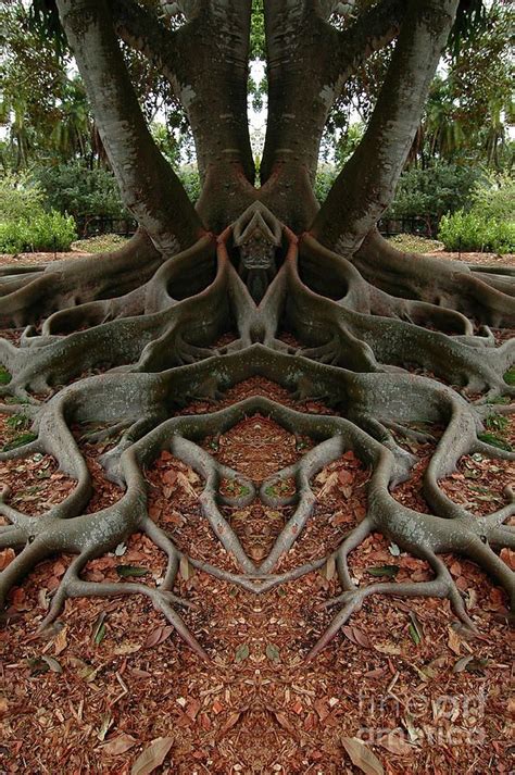 Rooted Weird Trees Beautiful Tree Unique Trees