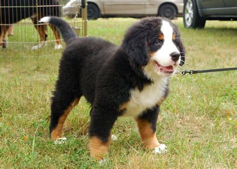 Bernese mountain dogs require frequent human companionship. Bernese Mountain Dog History, Personality, Appearance ...