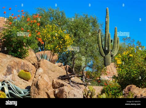 Desert Cactus Landscape In Arizona Stock Photo Alamy