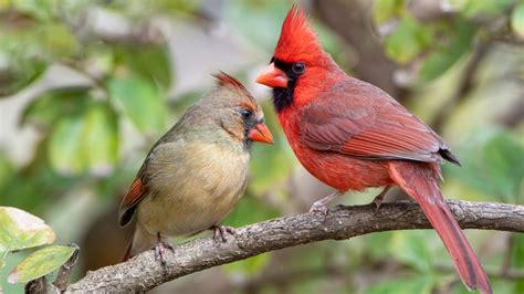 Bird Sounds And Calls Of The Northern Cardinal The Old Farmers Almanac