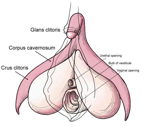 Cliteracy Things Everyone Should Know About The Clitoris