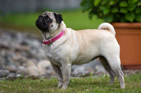 Pug Dog Breed Information Buying Advice Photos And More Pets4homes