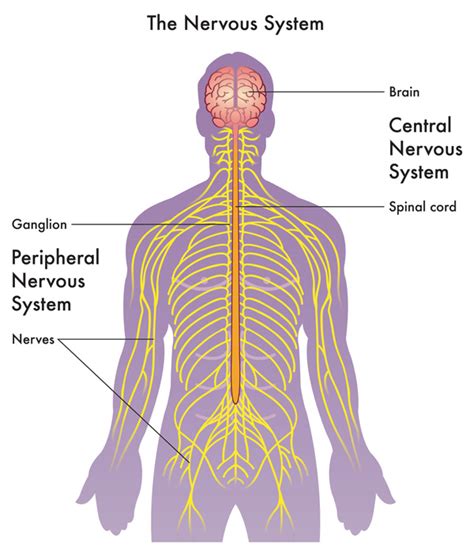 Nervous System Diagram Peripheral Nervous System Structure Summary