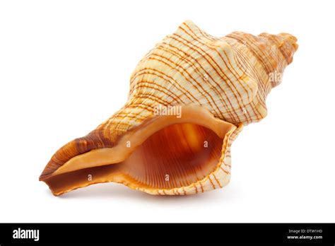 Sea Spiral Shell Stock Photo Alamy