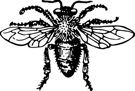 Free Honey Clipart Black And White Download Free Honey Clipart Black
