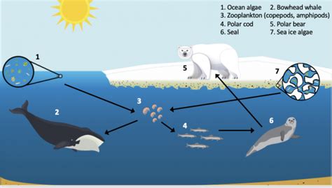 Data Puzzle Tracing Carbon Through The Arctic Food Web Education