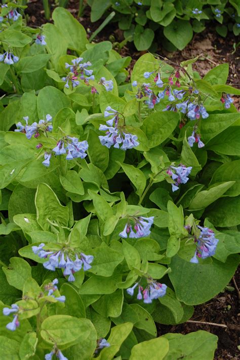 Wildflower Wednesday Virginia Bluebells Gardeninacity