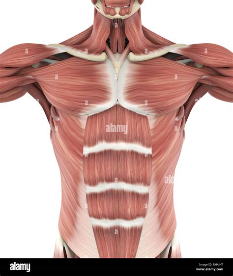 Chest Muscles Anatomy Human Muscle Stock Photos Pictures Royalty