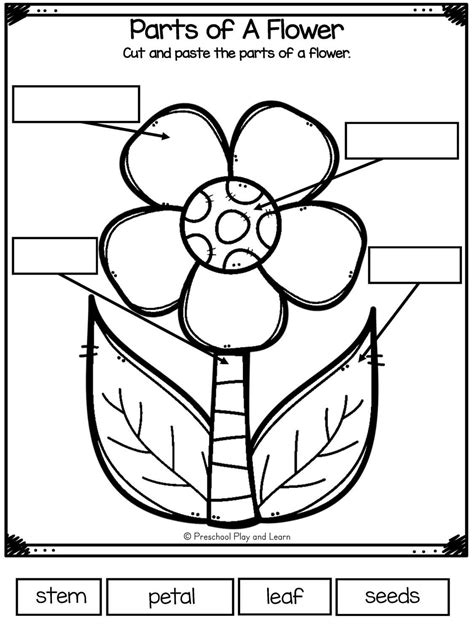 Parts Of A Flower Worksheets For Kindergarten Printable Kindergarten