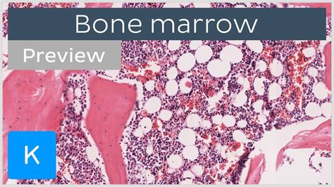 Bone Marrow Location And Labeled Histology Preview Kenhub Youtube