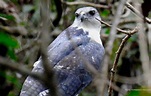 Cuatro aves endémicas le toman el pulso a bosques secos del norte de Perú