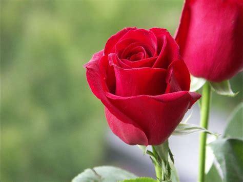 Free Download Wallpaper Flower Rose Love Hd 1024x768 For Your Desktop