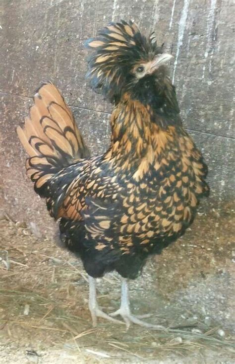 golden laced polish hen golden lace chicks adorable