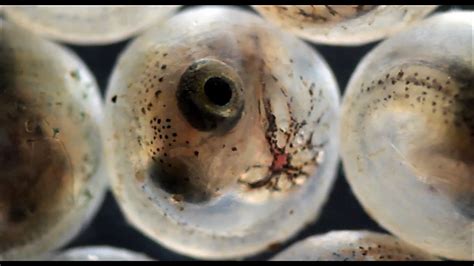 Fish Hatching From Eggs Under The Microscope Youtube