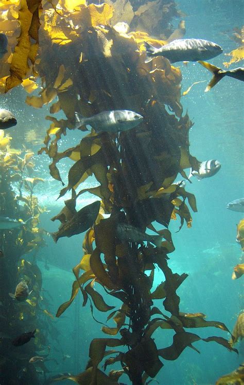 The Kelp Forest Exhibit At The Monterey Bay Aquarium A Three