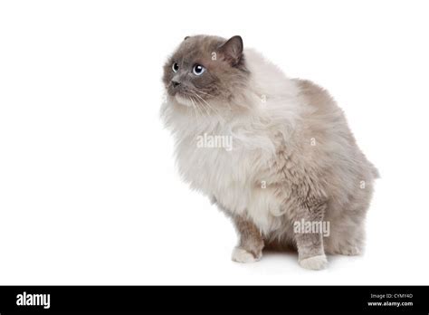 Ragdoll Cat In Front Of A White Background Stock Photo Alamy