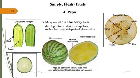 Fruit Morphology And Botanical Classification