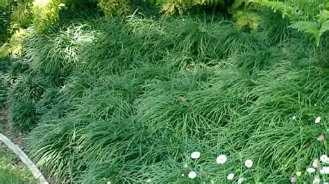 I recently planted some dwarf mondo grass as an edge effect along the edge of my retaining wall garden. Our Favorite Groundcovers | Garden View Landscape, Nursery ...