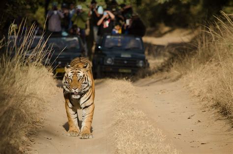 Where To See Bengal Tigers In The Wild