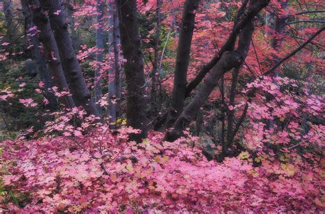 A Pink Autumn Photograph By Saija Lehtonen Fine Art America