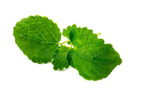 Green Mint Isolated On White Background Stock Photo Image Of Aromatic
