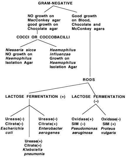 Gram Negative Flow Chart Medical Laboratory Technician Microbiology