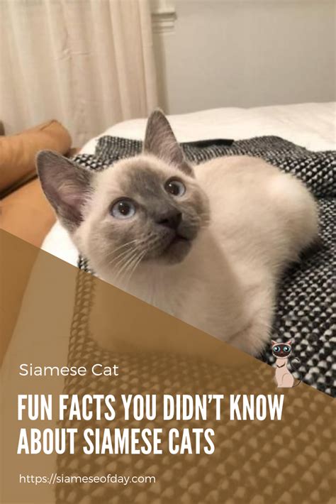 10 unusual facts about cats you didn't know. 29 Fun Facts You Didn't Know About Siamese Cats | Siamese ...