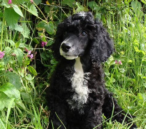 All our teacup quality poodle puppies come with five. Pedigree black miniature poodle dog puppy | Honiton, Devon | Pets4Homes