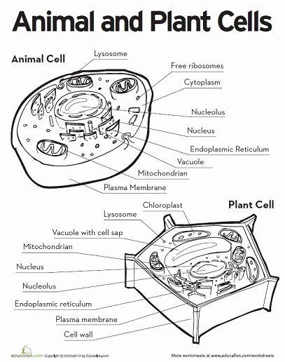 Maybe you would like to learn more about one of these? Cells Alive Worksheet Answer Key Luxury Animal and Plant ...