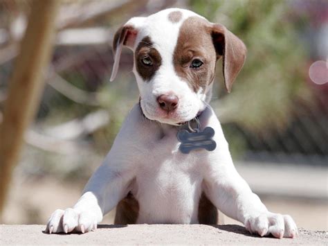 All shades of brown including fawn, buckskin, yellow, blonde, honey, beige and chocolate pit bull pup pics. Pitbull Puppies Wallpapers - Wallpaper Cave