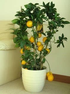 Creative Farmer Bonsai Suitable Fruit Seeds Edible Fruit Meyer Lemon Seeds Exotic Citrus