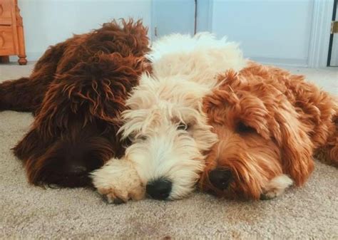 10 Best Goldendoodle Dog Names The Paws