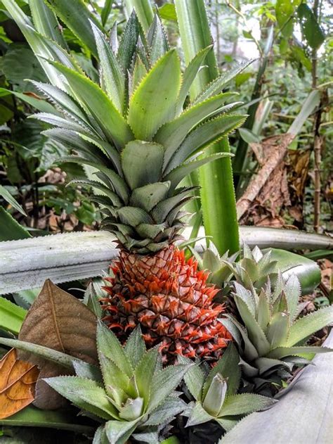 What Is Pink Pineapple And How To Grow It Balcony Garden Web