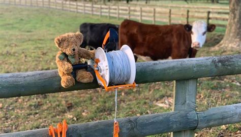 Coronavirus Rural Teddy Bears Join Covid 19 Bear Hunt Newshub