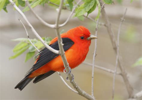 Scarlet Tanager Wildlife In Nature