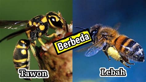 Perbedaan Lebah Dengan Tawon Inilah Fakta Nya YouTube