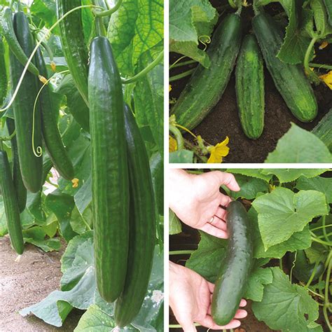 Cucumber Plant Collection From Dt Brown