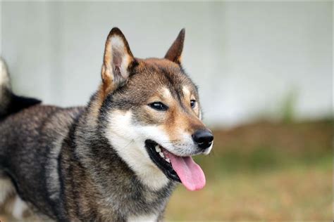 Shikoku Japanese Dogs Japanese Dog Breeds Dog Breeds