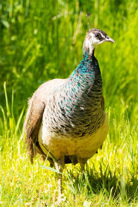 Female Peacock Female Peacock Bird Breeds Peacock