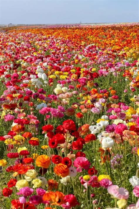 The Incredible Flower Fields At Carlsbad Ranch Open With Colorful 2023