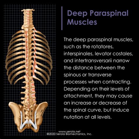 Deep Paraspinal Muscles Serola