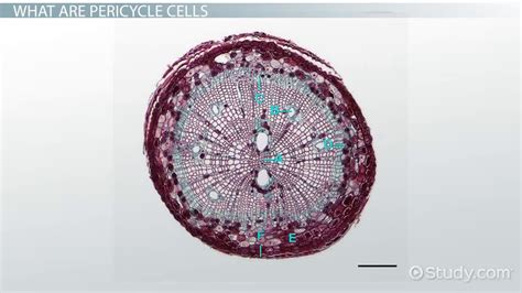 Pericycle Cells Function And Concept Video And Lesson Transcript
