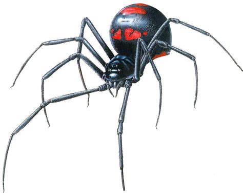 Download Black Widow Spider Transparent Hq Png Image Freepngimg