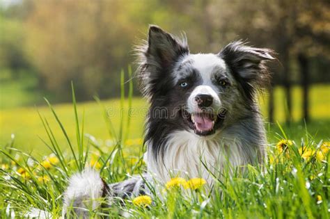 Border Collie Dog Lying In A Dandelion Meadow Stock Photo Image Of